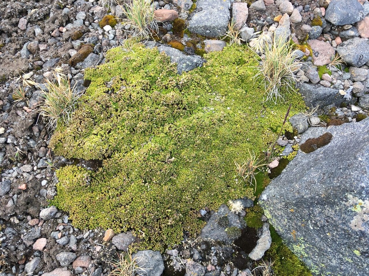 Arenaria bryoides leaf
