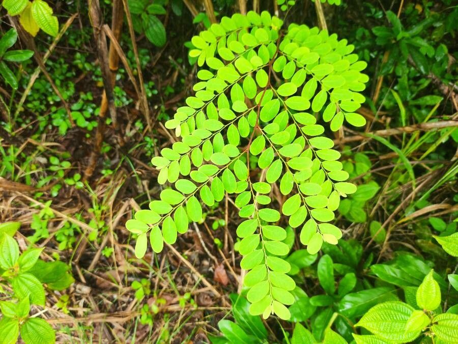 Breynia retusa — search result for 'Phyllanthaceae'