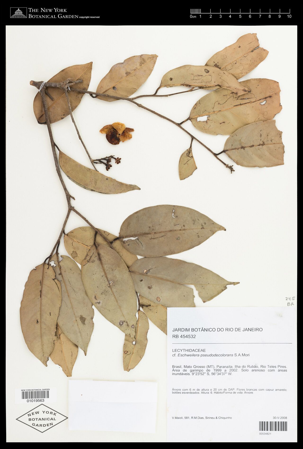 Eschweilera pseudodecolorans — houseplant care guide