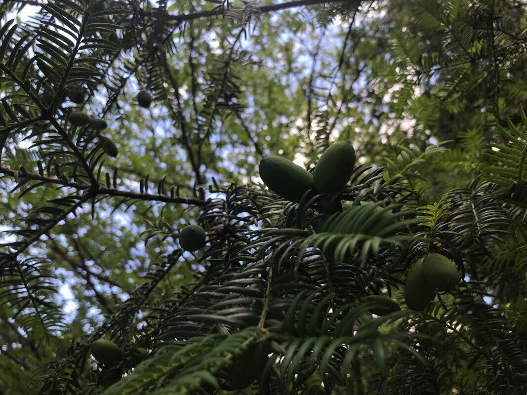 Torreya nucifera fruit
