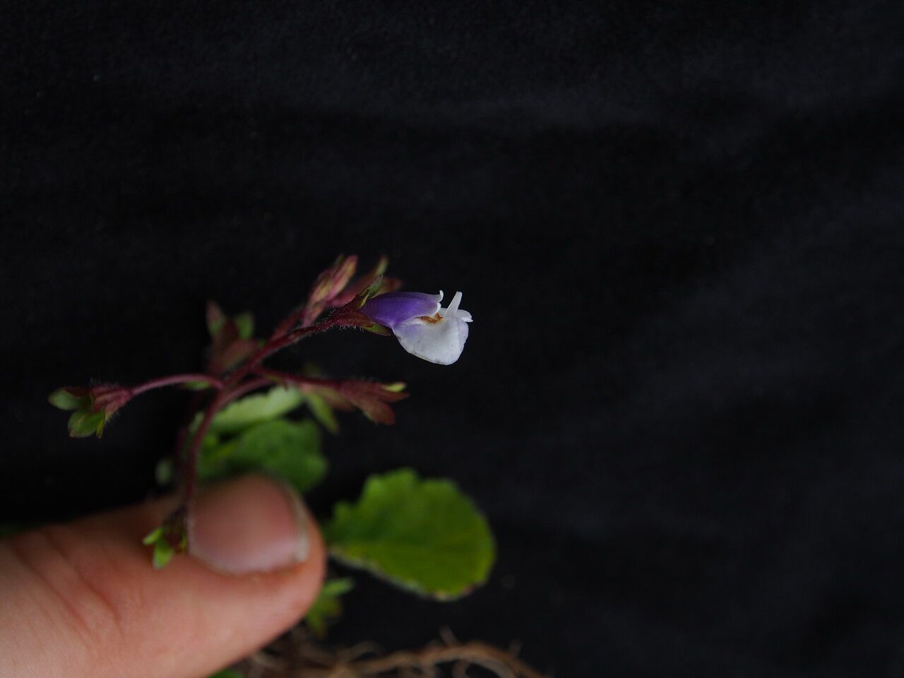 Mazus dentatus other