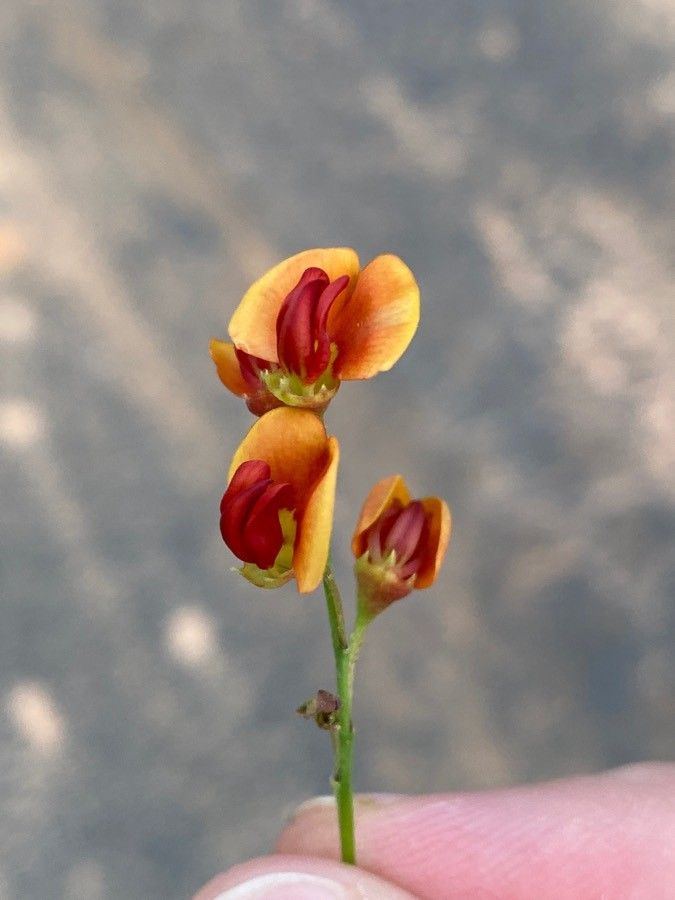 Sesbania vesicaria flower