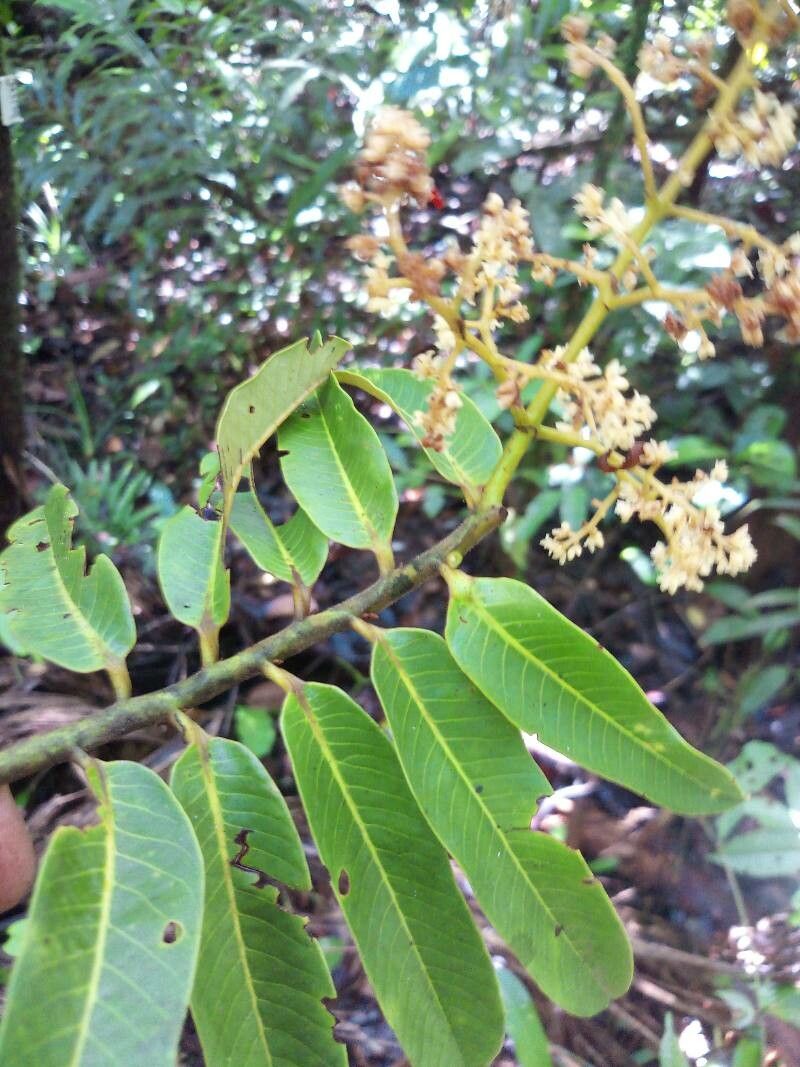 Virola surinamensis flower