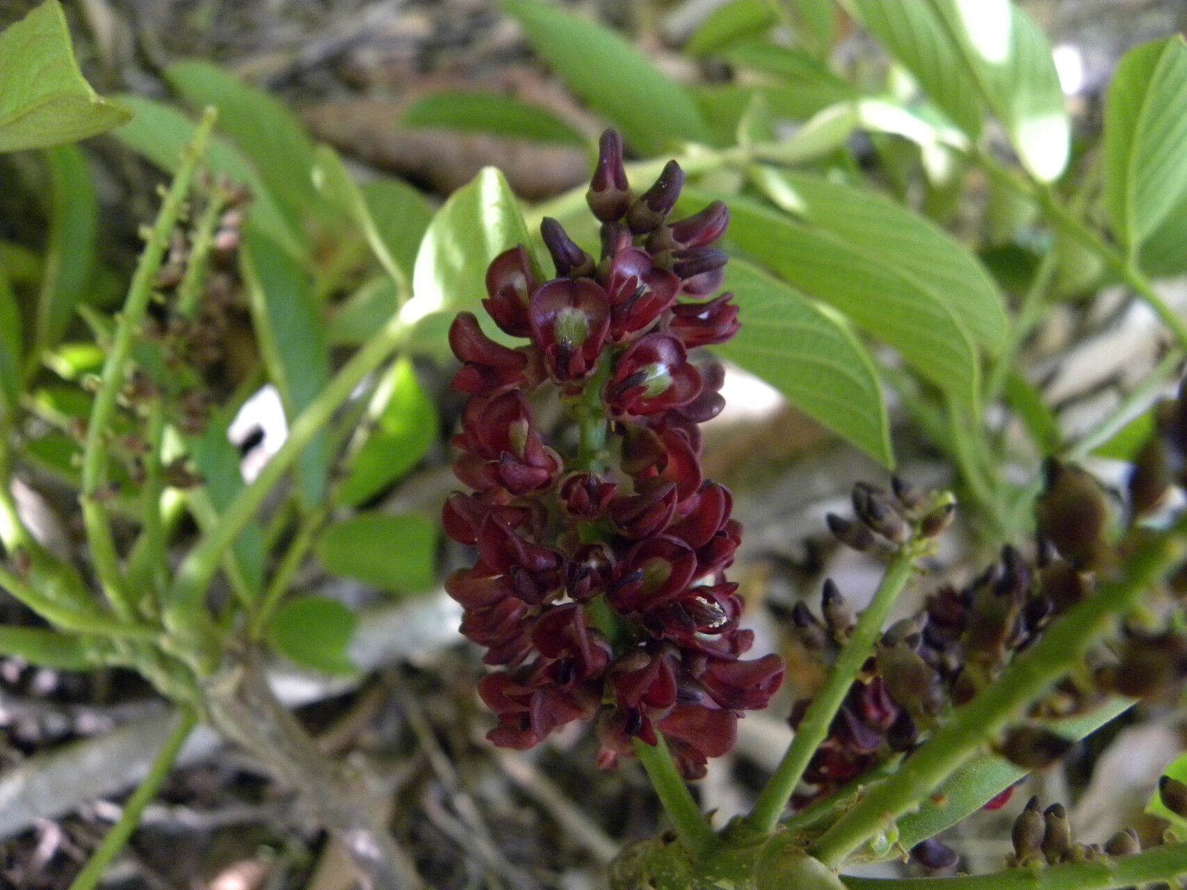 Lonchocarpus retifer flower