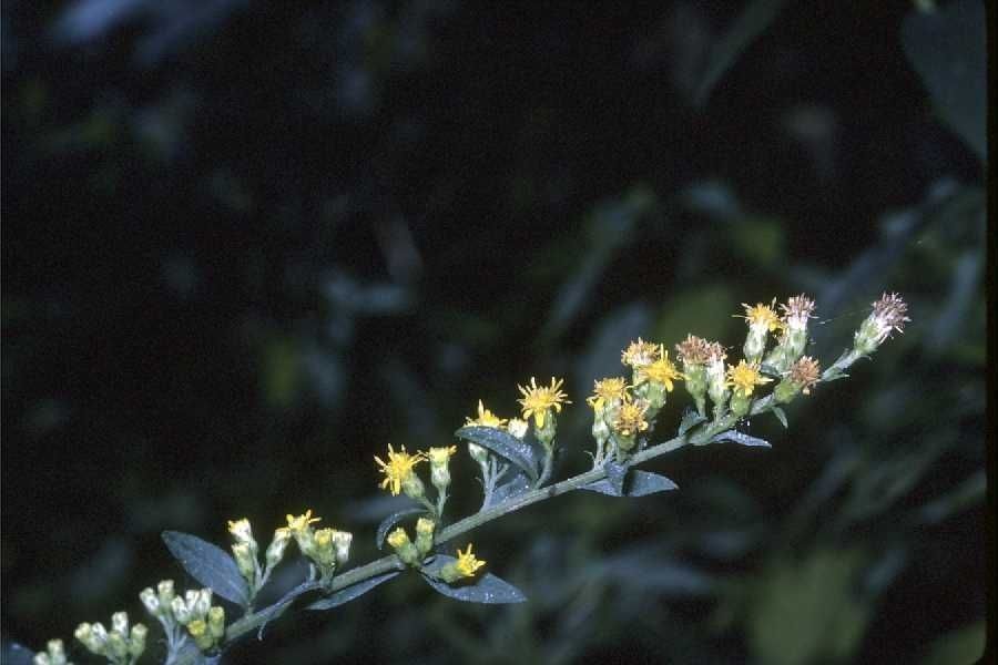 Solidago patula habit