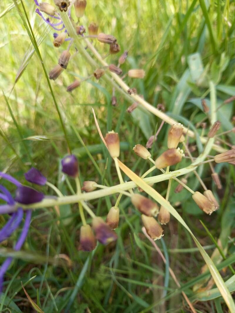 Muscari comosum fruit