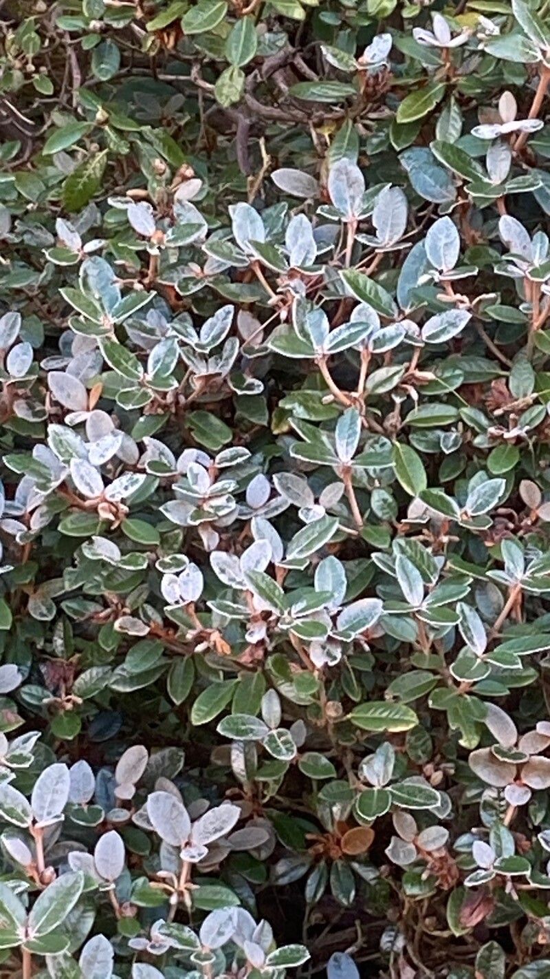 Cotoneaster microphyllus — cold hardy houseplant
