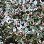 Cotoneaster microphyllus