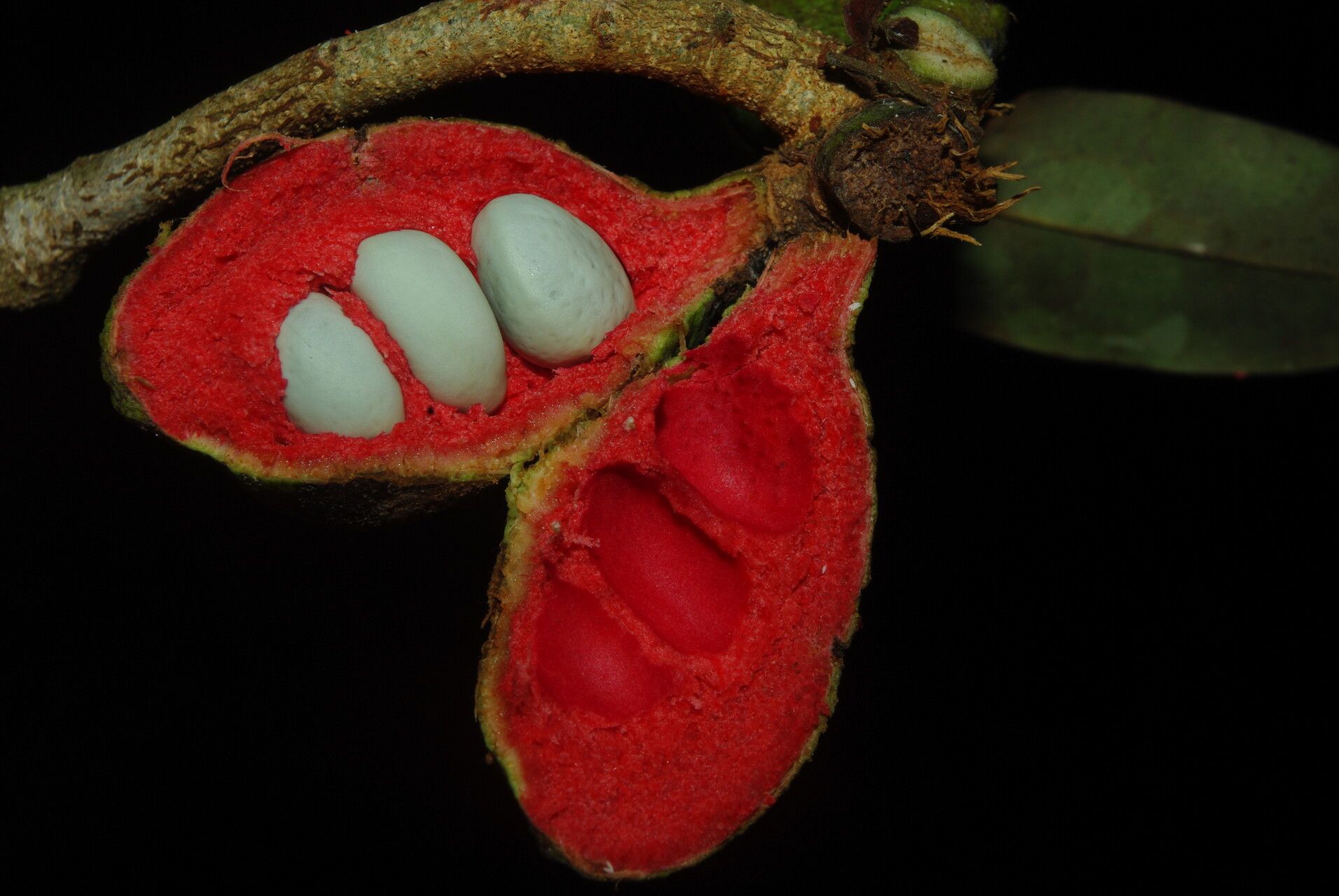 Xylopia cupularis fruit