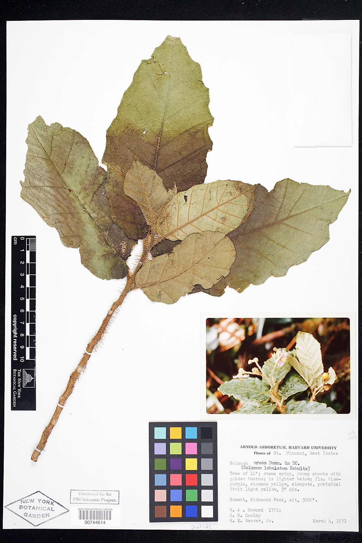 Solanum urens — houseplant care guide