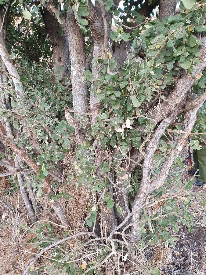 Lonchocarpus eriocalyx bark