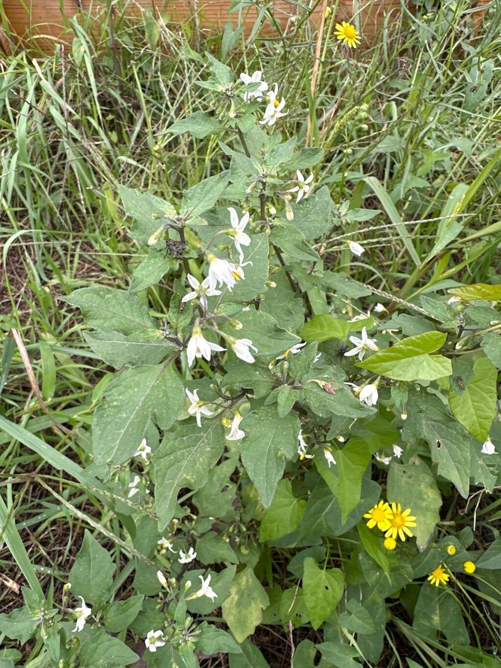 Solanum pilcomayense — houseplant care guide