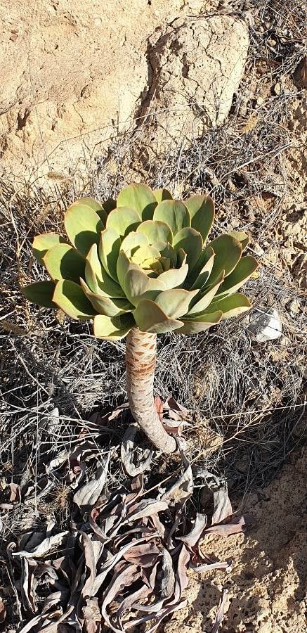 Aeonium pseudourbicum — search result for 'Aeonium'