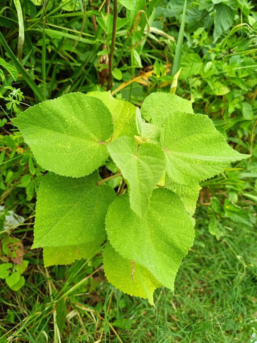 Sidastrum micranthum leaf