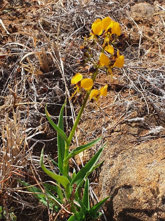 Aneilema johnstonii habit