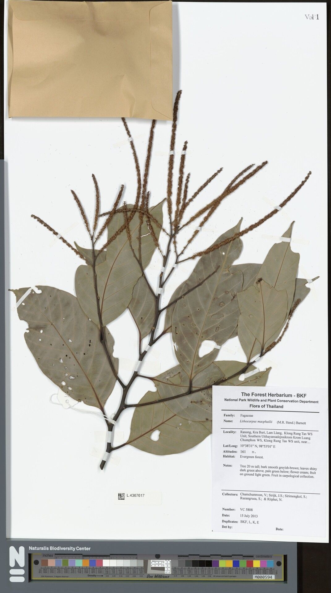 Lithocarpus macphailii — search result for 'Lithocarpus'