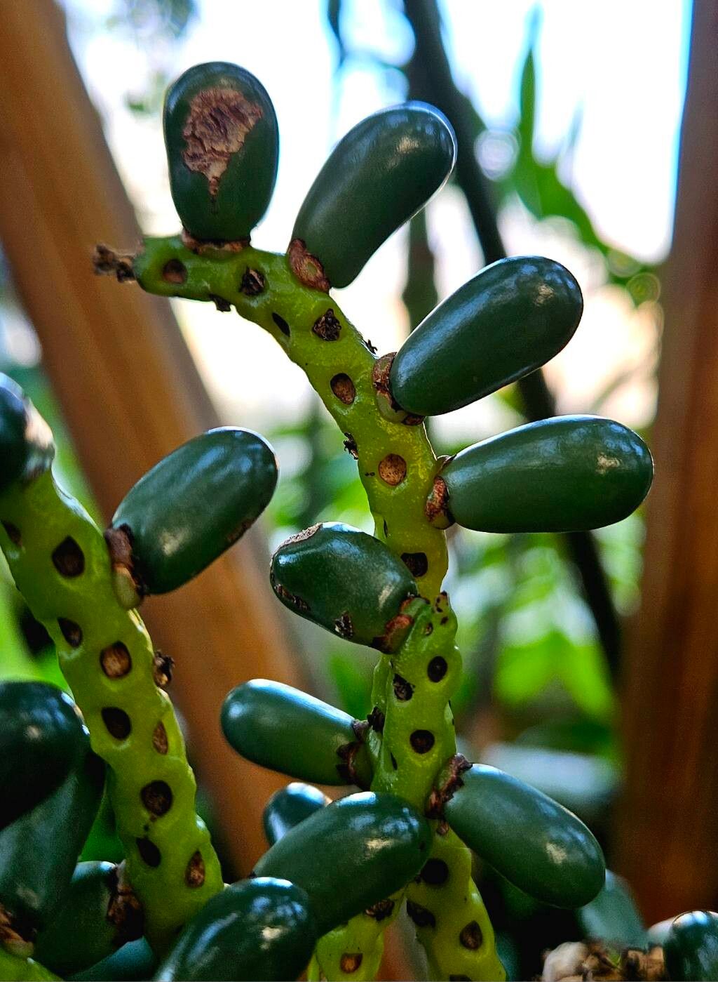 Chamaedorea alternans fruit