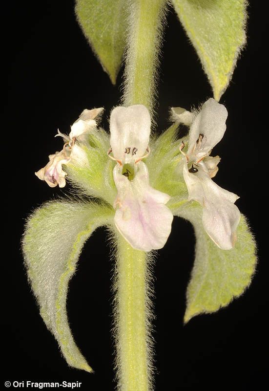 Stachys longispicata — houseplant care guide