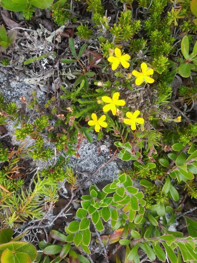 Hudsonia ericoides — related species from the same genus
