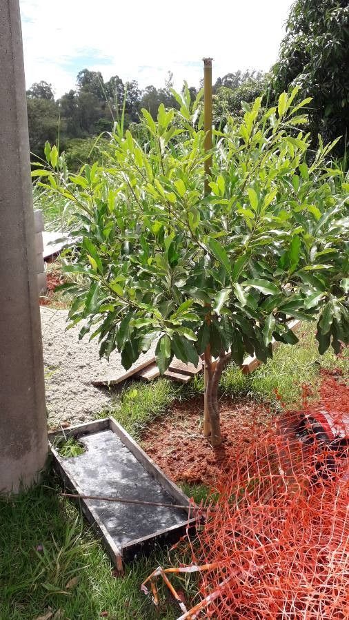 Pouteria caimito habit