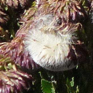 Senecio serratifolius flower