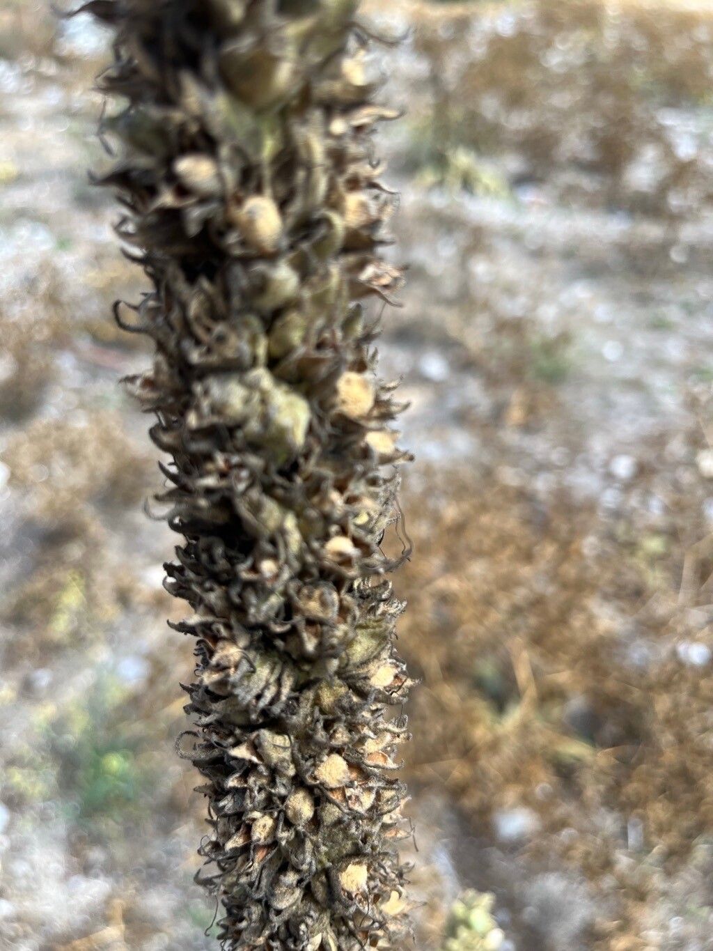 Verbascum macrurum fruit