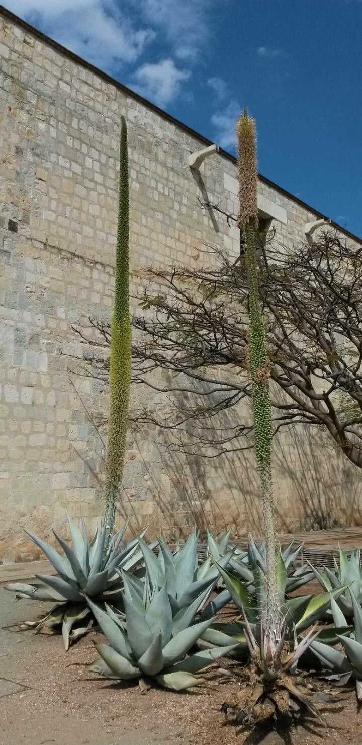 Agave utahensis flower