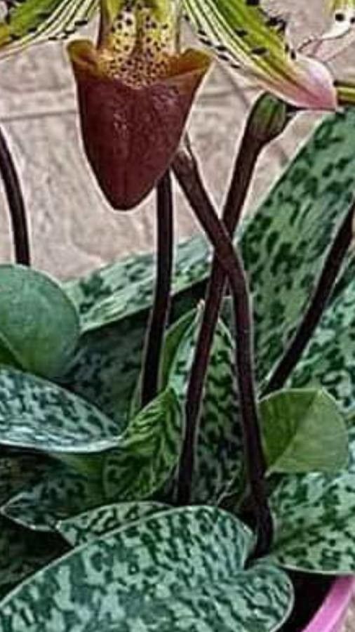 Paphiopedilum wardii leaf