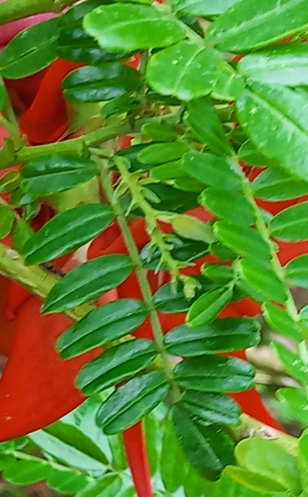 Clianthus magnificus — related species from the same genus