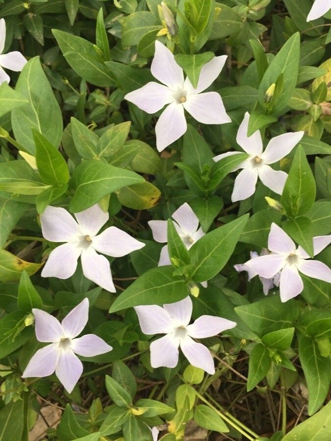 Vinca difformis flower