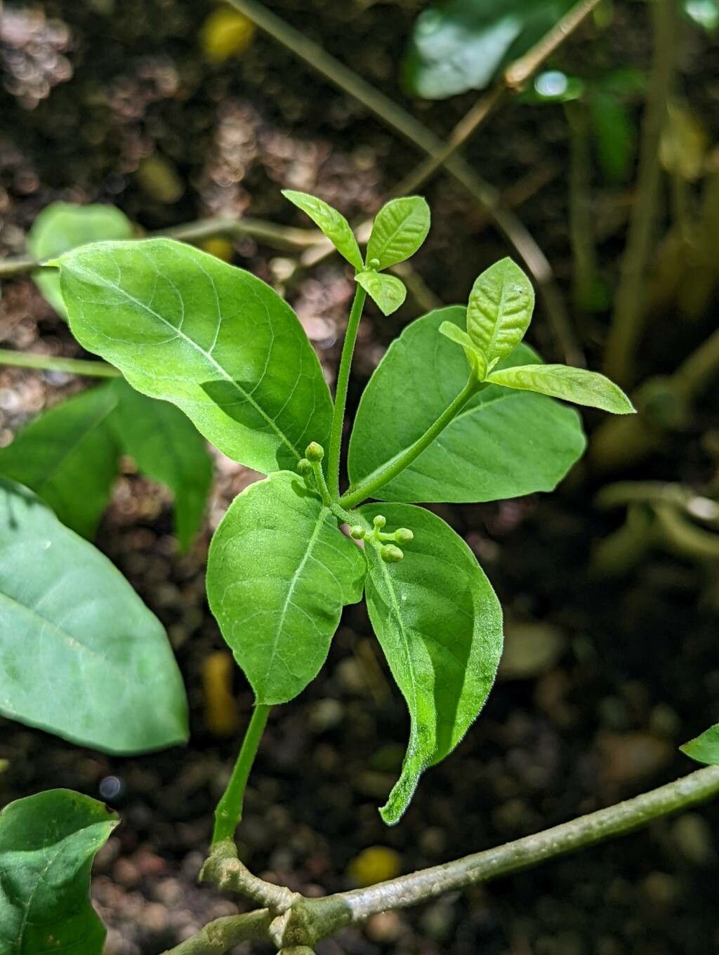 Rauvolfia tetraphylla leaf