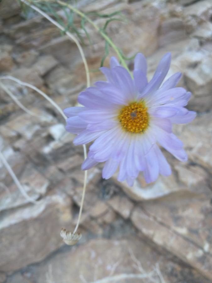 Xylorhiza tortifolia flower