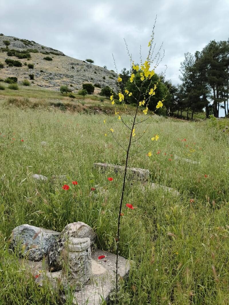 Verbascum nobile habit
