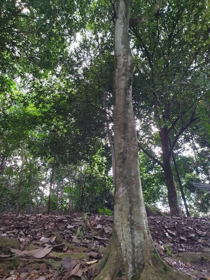 Xanthophyllum eurhynchum — related species from the same genus