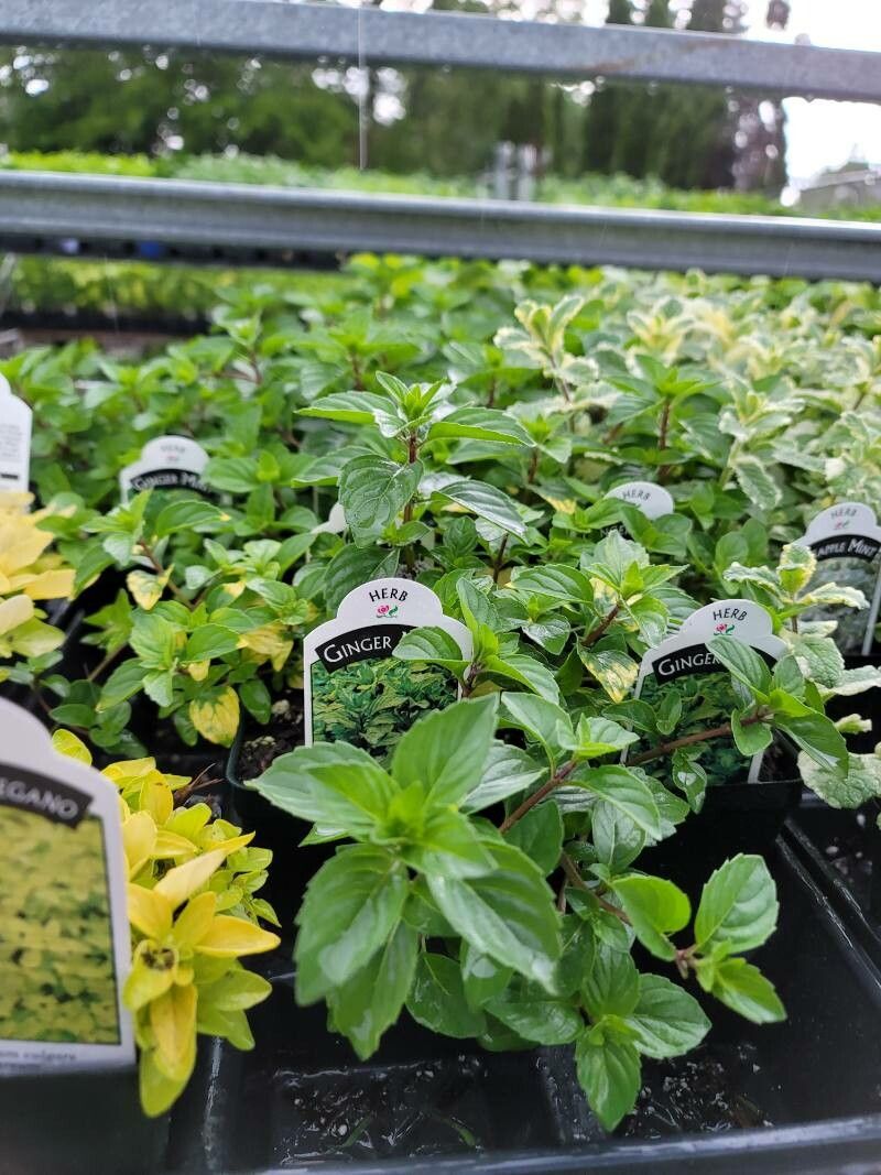 Mentha × gracilis — houseplant care guide