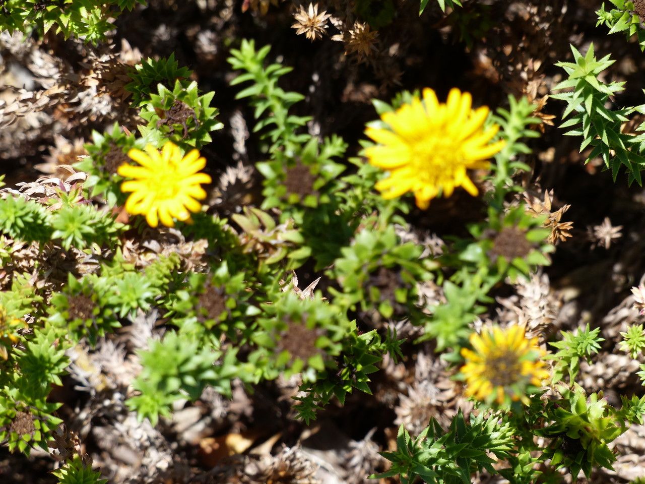 Oedera capensis flower