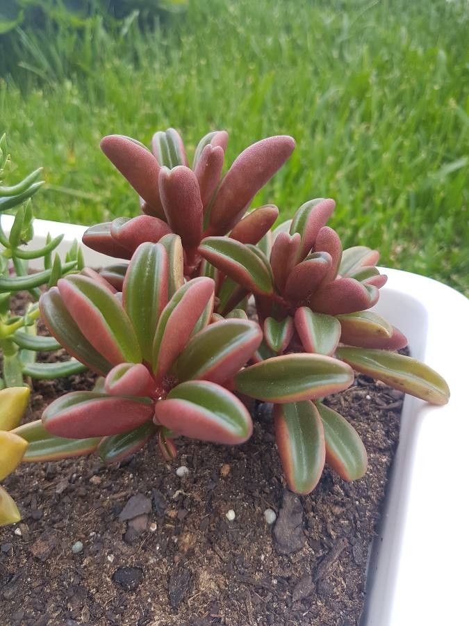 Peperomia graveolens leaf