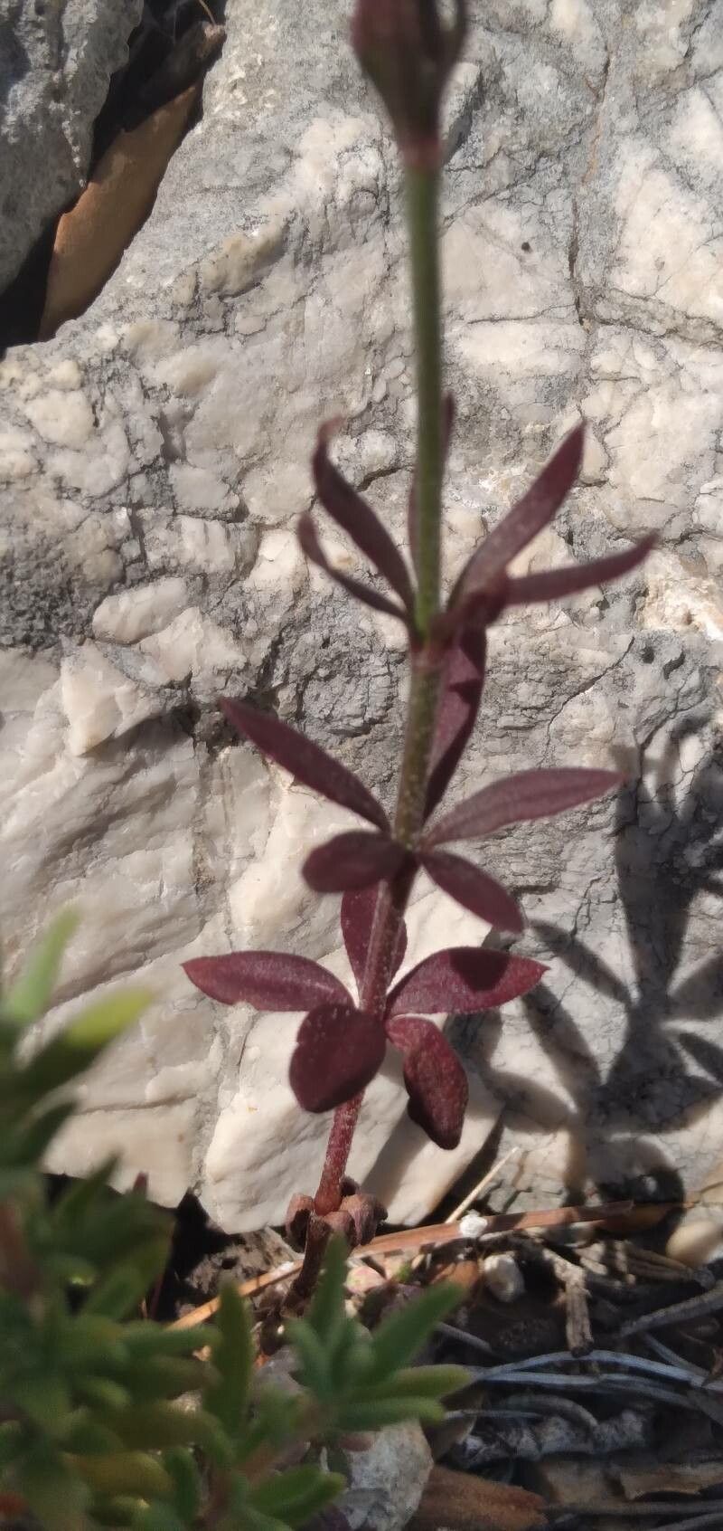 Crucianella latifolia leaf