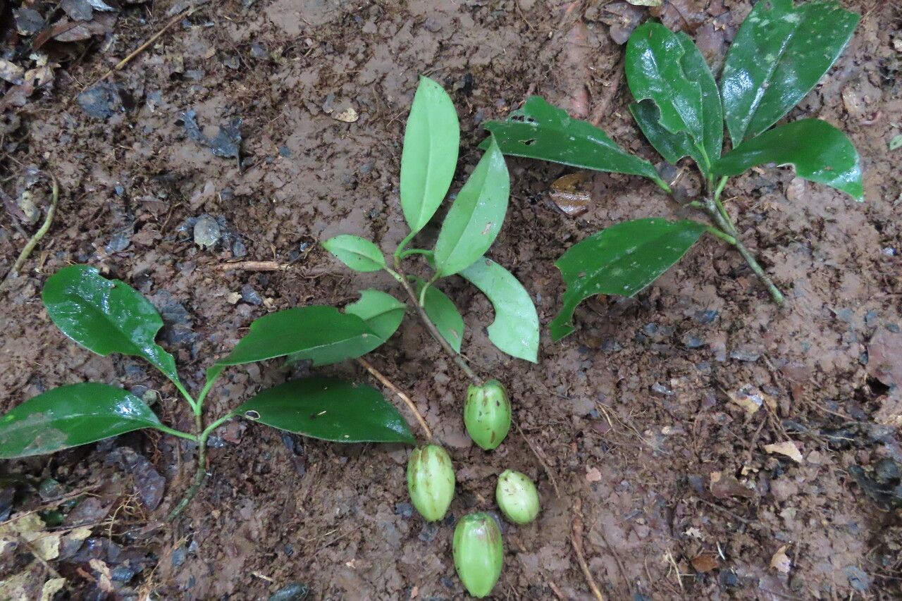 Clusia amazonica leaf