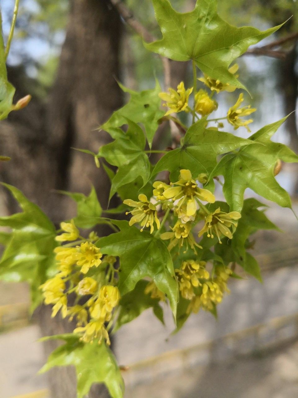 Acer truncatum flower