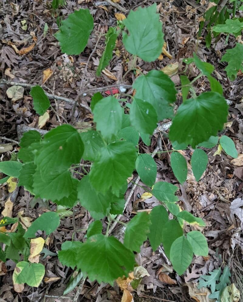 Viburnum rafinesqueanum leaf