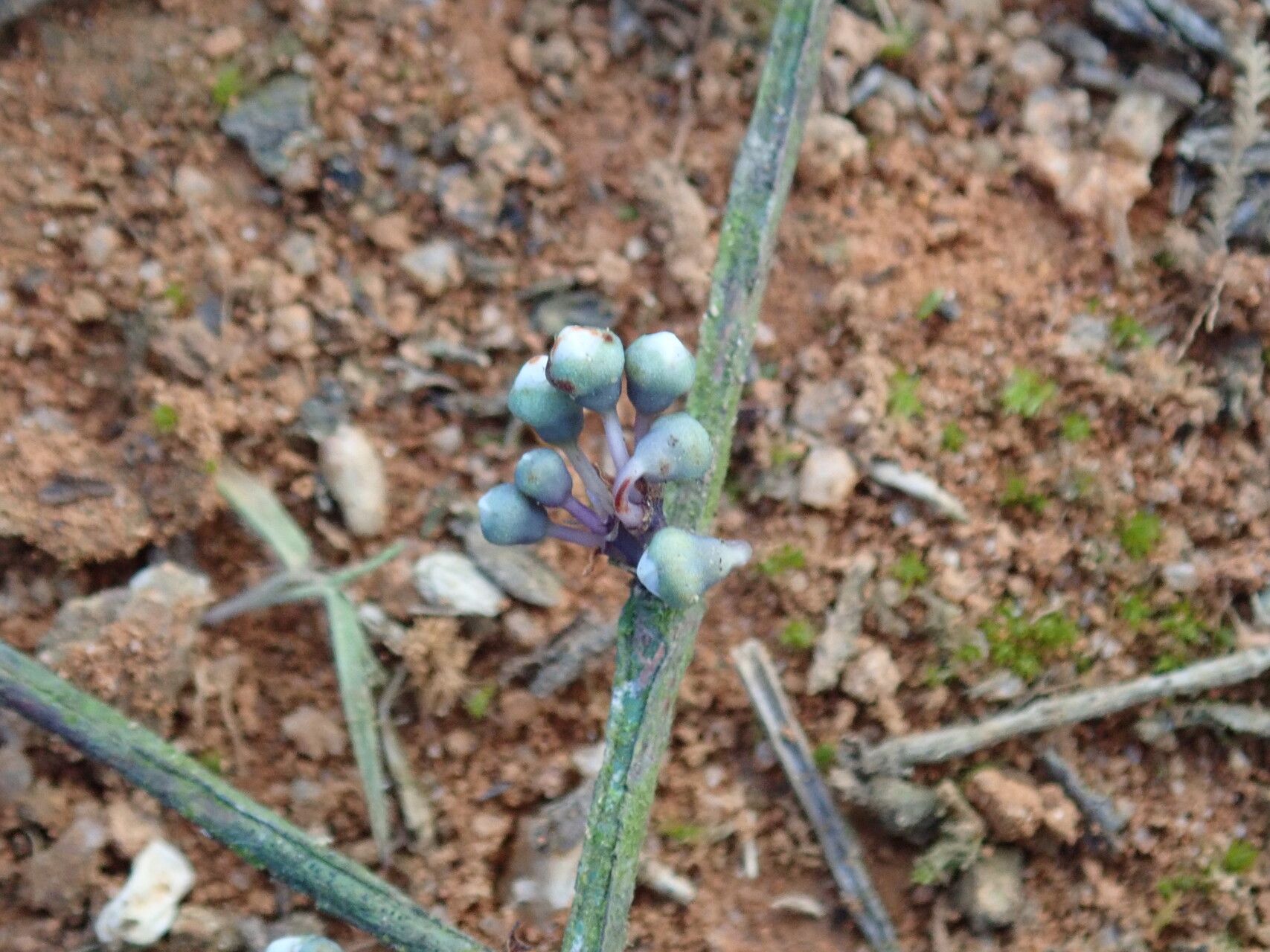 Memecylon zenkeri flower