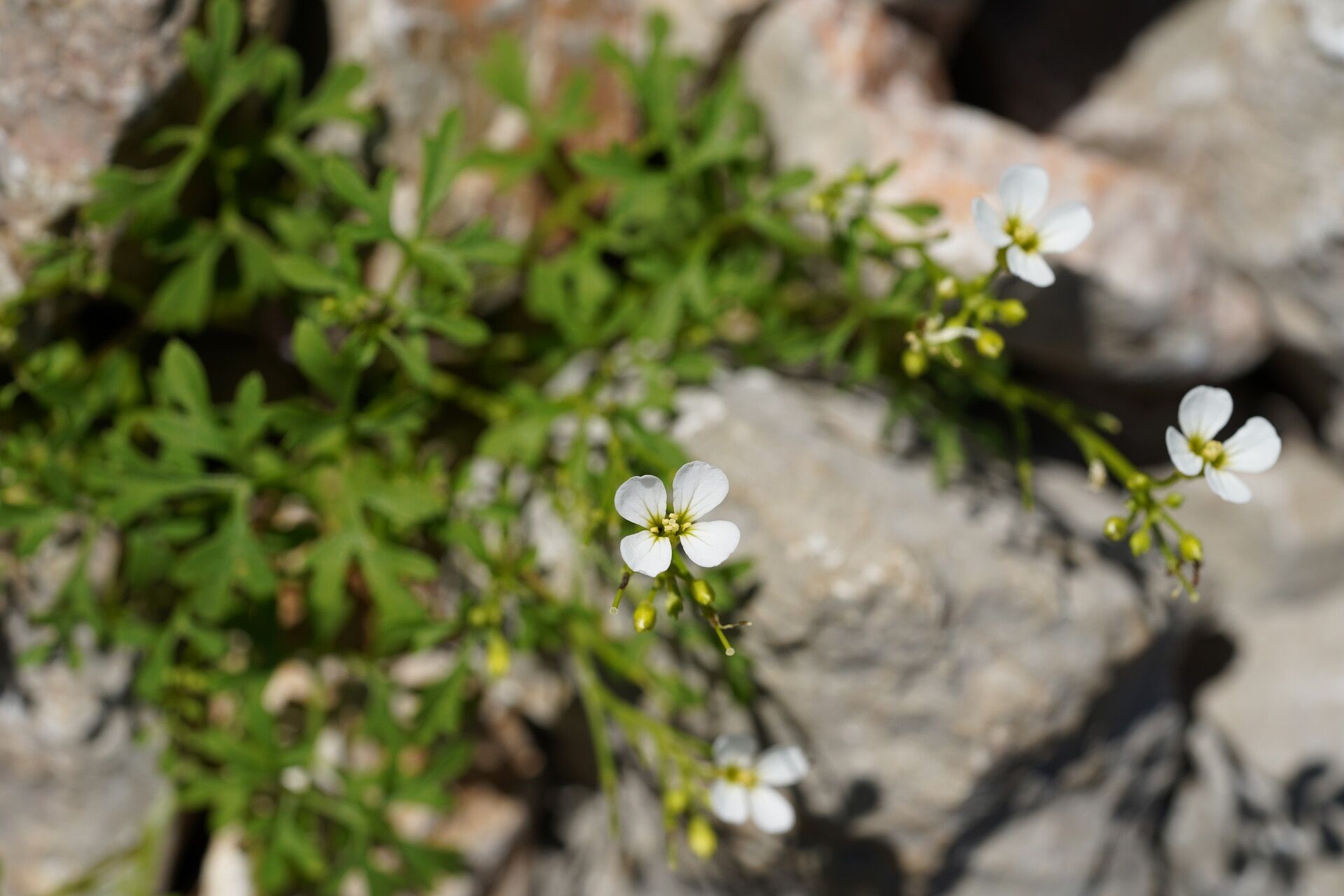 Cardamine maritima flower