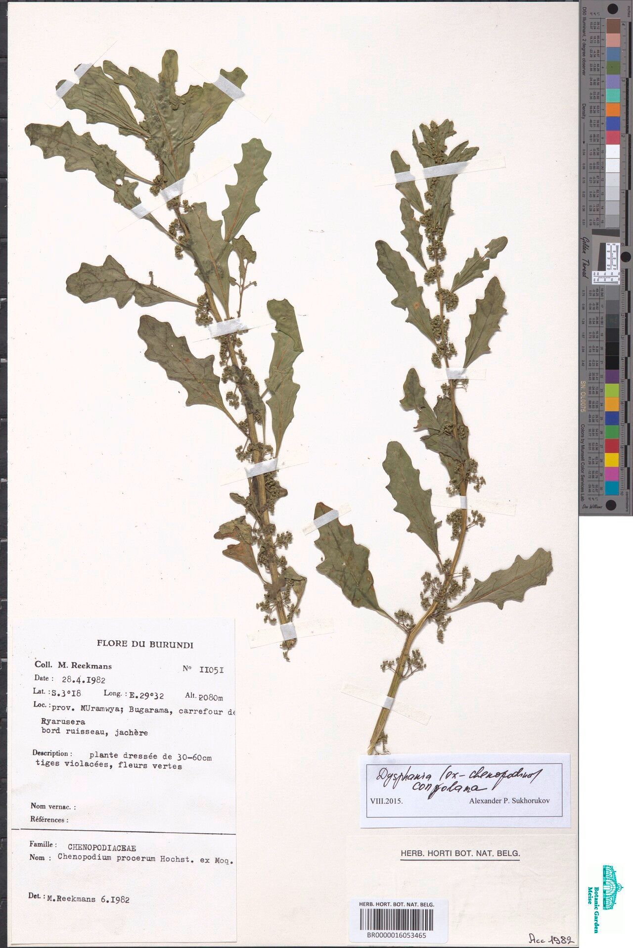 Dysphania congolana — search result for 'Dysphania'