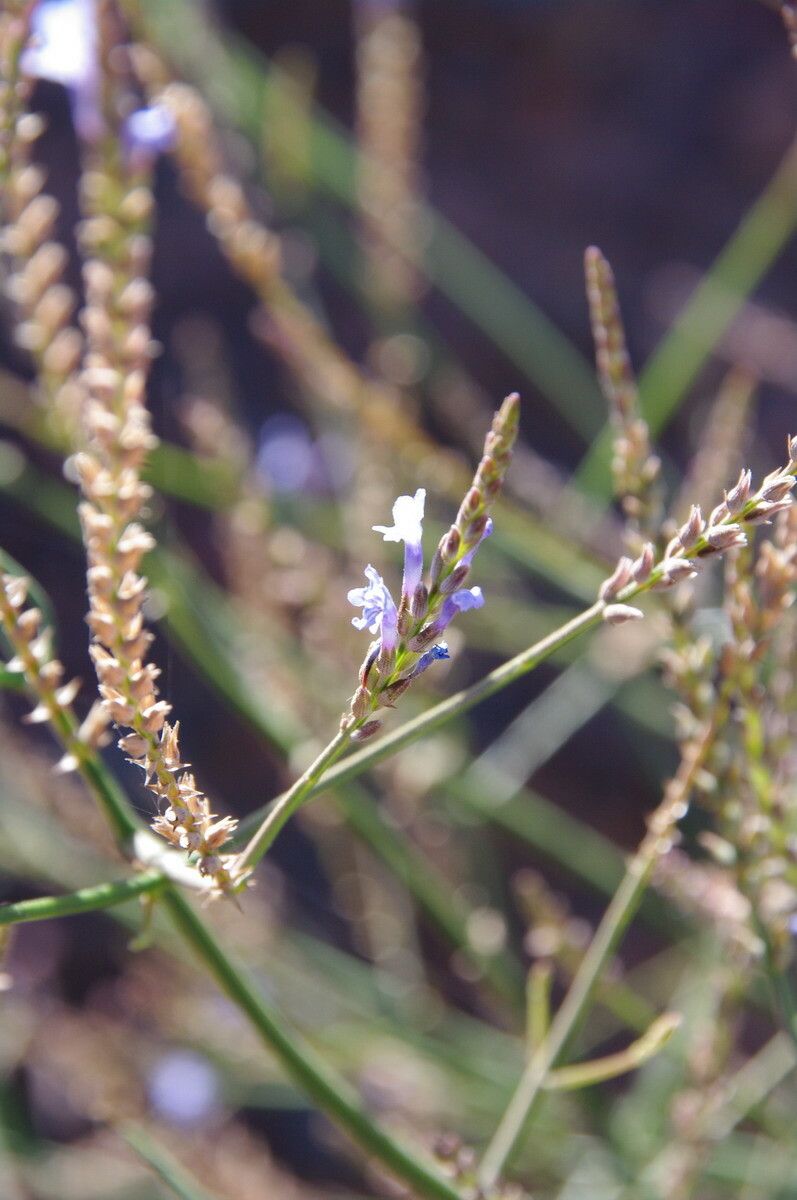 Lavandula coronopifolia flower