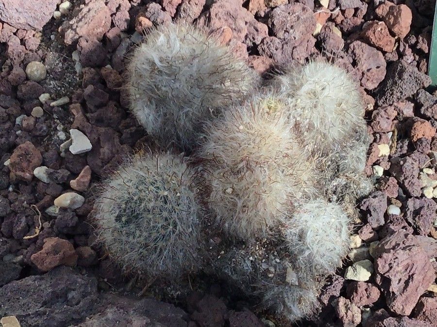 Mammillaria bocasana — search result for 'Mammillaria'