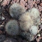 Mammillaria bocasana