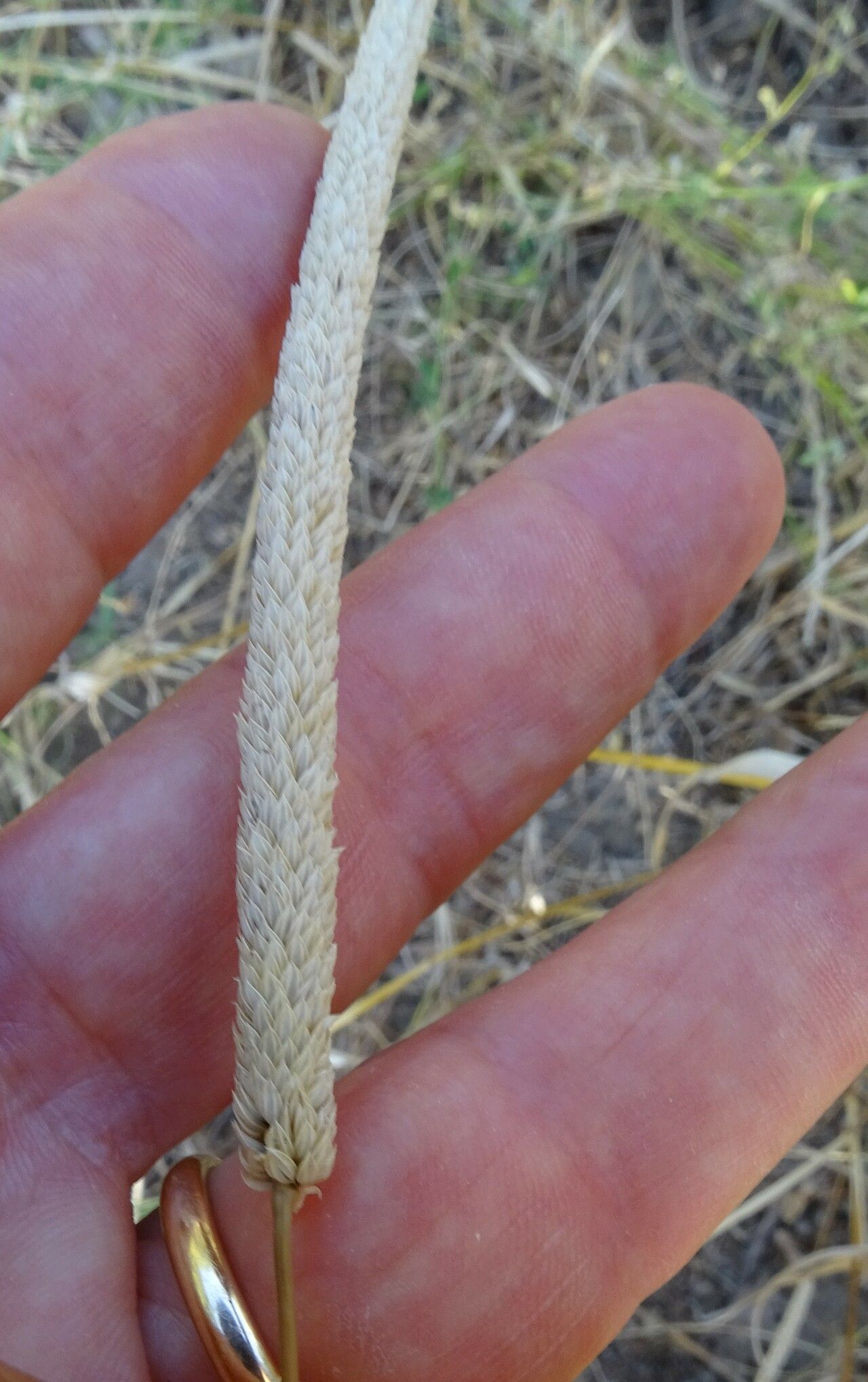 Phleum subulatum fruit