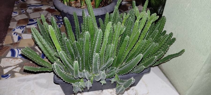 Stapelia grandiflora bark
