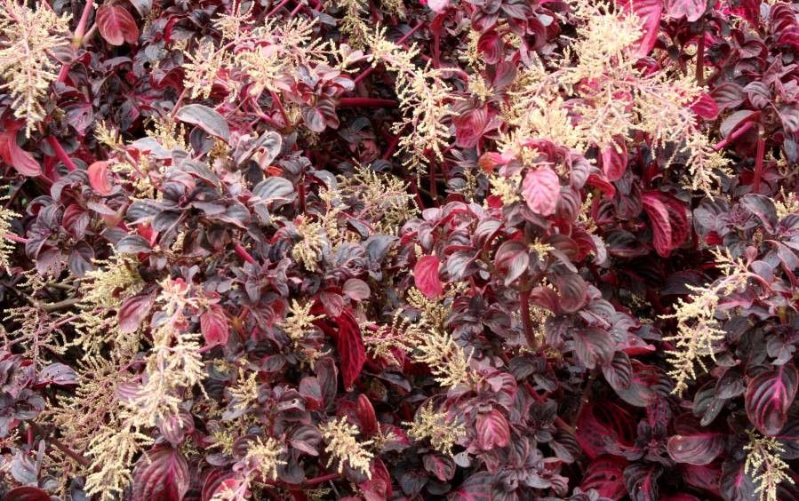 Iresine herbstii flower